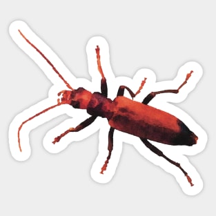 Red Beetle Wharf Borer Sticker